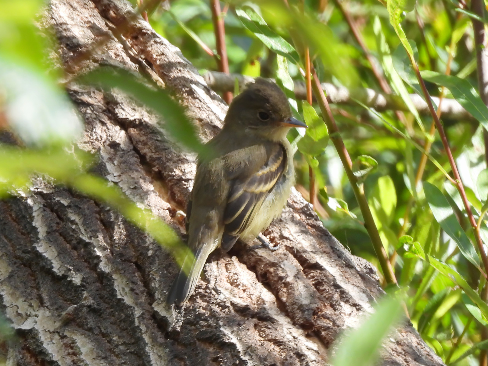 image Willow Flycatcher